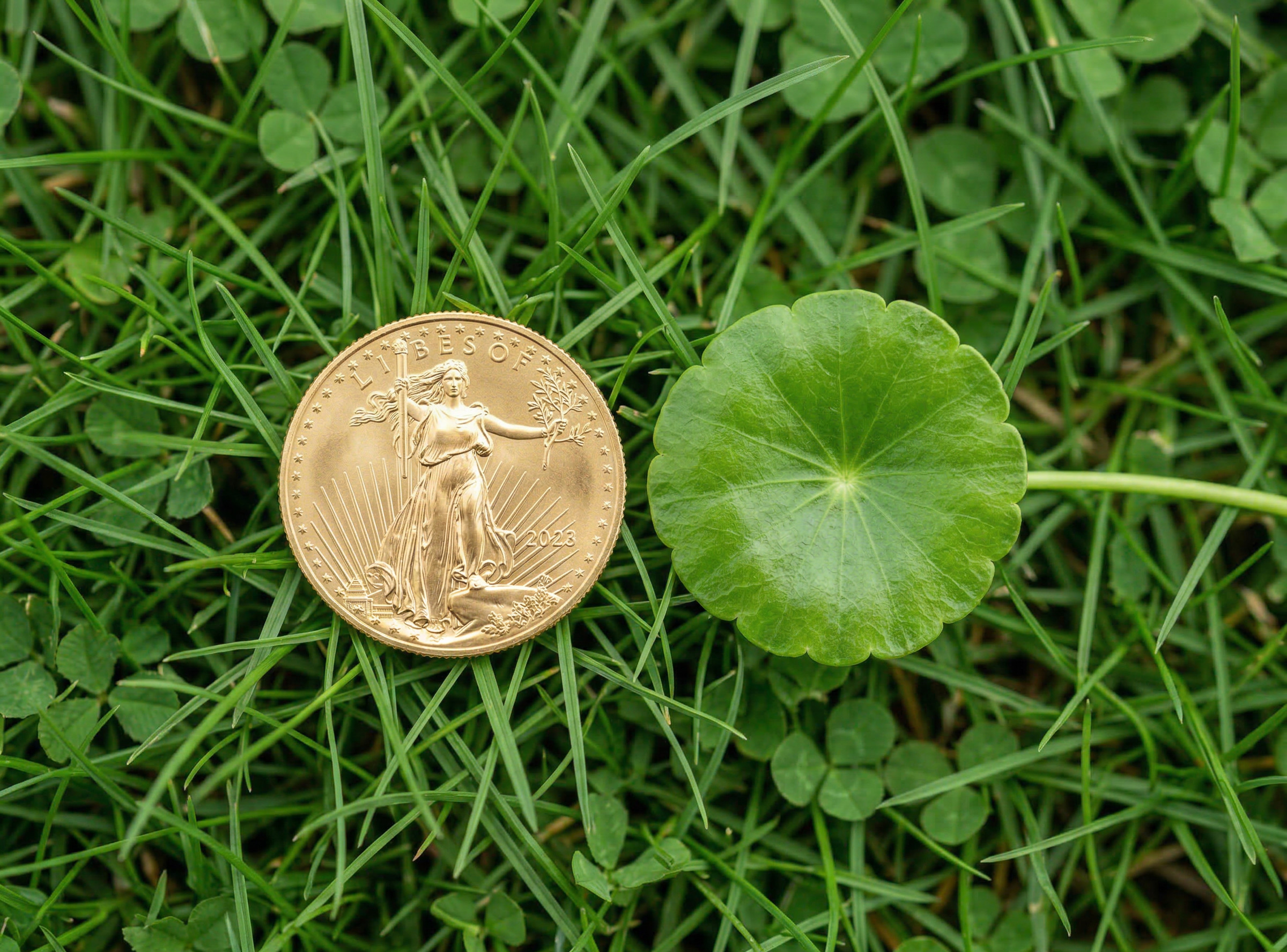 American Gold Eagle coin next to a dollarweed leaf — same round shape and size, showing why it's called dollarweed