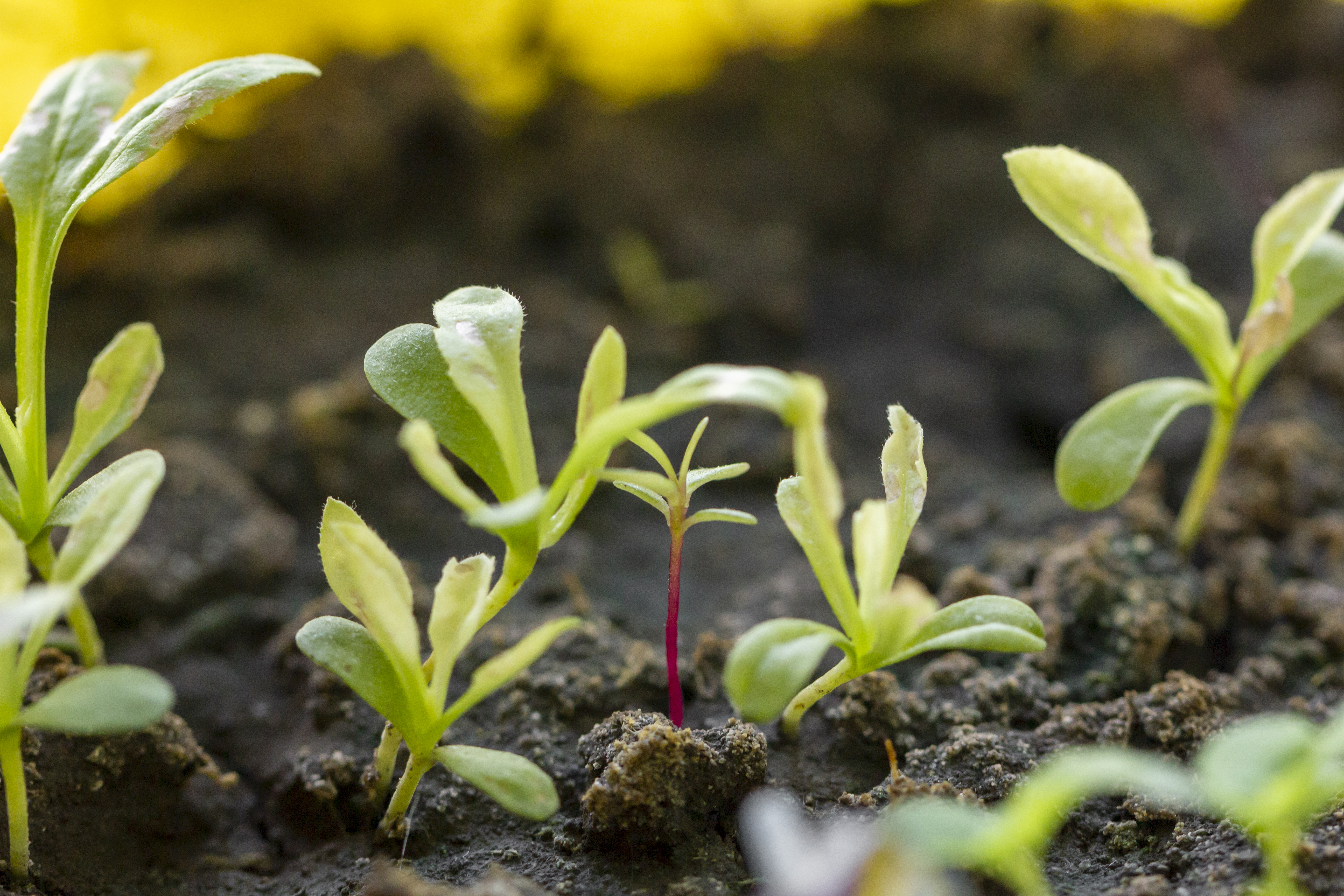 Best Time to Spray Weed Killer [Season, Day & Temp Chart] | Lanaturo
