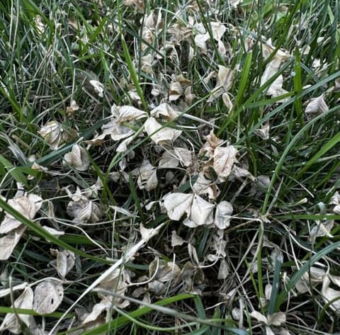 Clover after Salacia treatment