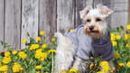 Is Organic Weed Killer Safe for Pets? What You Need to Know