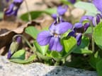 Purple Weeds: How to Identify and Kill Wild Violet, Ground Ivy, Henbit & Purple Deadnettle