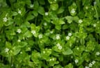 How to Kill Chickweed Without Killing Grass