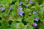 How to Kill Ground Ivy (Creeping Charlie) — Organic Guide