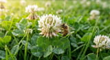 How to Kill Clover in Your Lawn Without Killing Grass