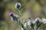 Thistle Troubles: Taming the Danger of Sharp Spikes