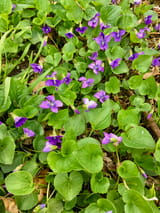 How to Kill Wild Violet in Your Lawn