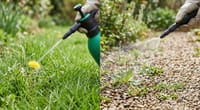 Best Selective Weed Killer for Lawns: The Category of One (2026)