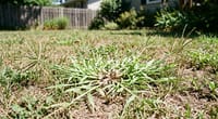How to Get Rid of Crabgrass Naturally: The Honest Guide