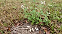How to Kill Florida Betony (the Rattlesnake Weed)