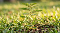 Chamberbitter: How to Get Rid of the South's Sneakiest Summer Weed