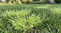 How to Get Rid of Poa Annua (the Honest Answer)