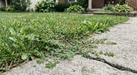 How to Kill Spurge in Your Lawn (Without Killing Grass)