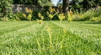 How to Get Rid of Nutsedge Naturally (Nutgrass): The Honest Guide
