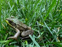 The Hidden Costs of Synthetic Herbicides: Protecting Your Lawn, Family, and the Environment