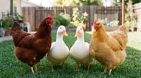 Is Weed Killer Safe for Chickens? What Ends Up in Your Eggs