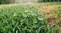 Weeds in St. Augustine Grass: The Careful Lawn's Guide