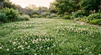 Weeds With White Flowers in Your Lawn: The Weed That Was Framed