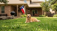 The 7 Worst Lawn Weeds in Texas (And How to Kill Them Organically)