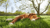 Weed Killer Safe for Dogs: What the Research Actually Says