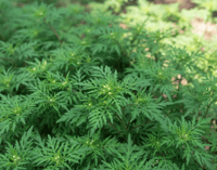 How to Kill Ragweed Without Killing Grass