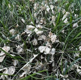 Clover after Salacia treatment