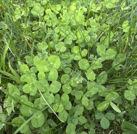 Clover before treatment