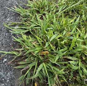 Crabgrass after Salacia treatment
