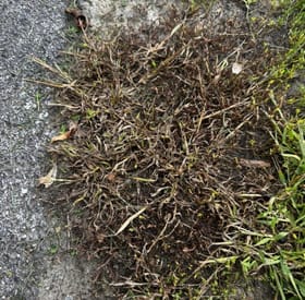 Crabgrass before treatment