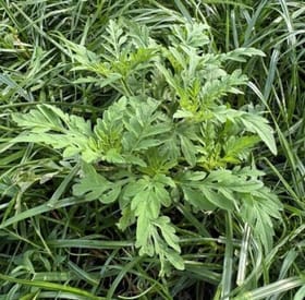 Ragweed before treatment