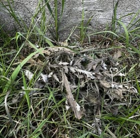 Thistle after Salacia treatment