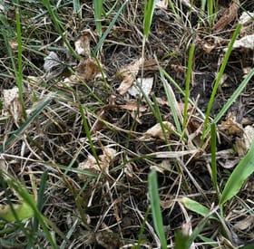 Wild Violet after Salacia treatment