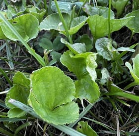 Wild Violet before treatment