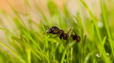 Are Ants Beneficial for Lawn and Garden Soil? Absolutely. Here's the Science Behind It.