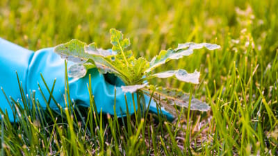 How to Kill Weeds Organically Without Killing Grass