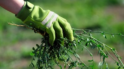 Does Organic Weed Killer Work?