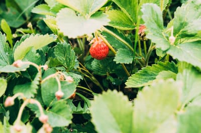 You're Not Dreaming—Those Are Strawberries in Your Lawn!