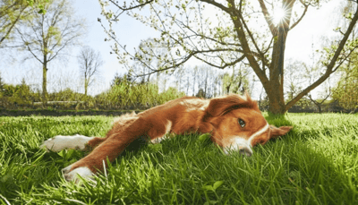Weed Killer Safe for Dogs: What the Research Actually Says