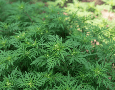 How to Kill Ragweed Without Killing Grass