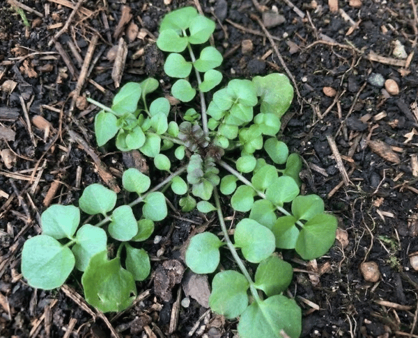 Hairy Bittercress growing in a lawn