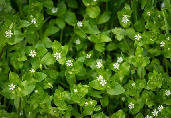 Chickweed