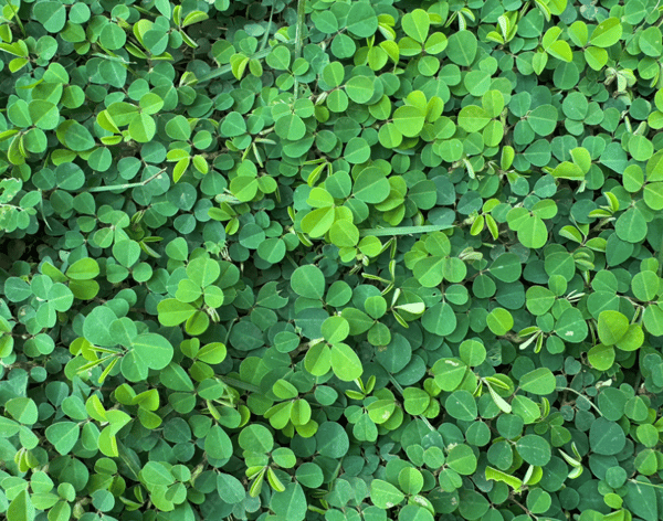 Creeping Tick Trefoil