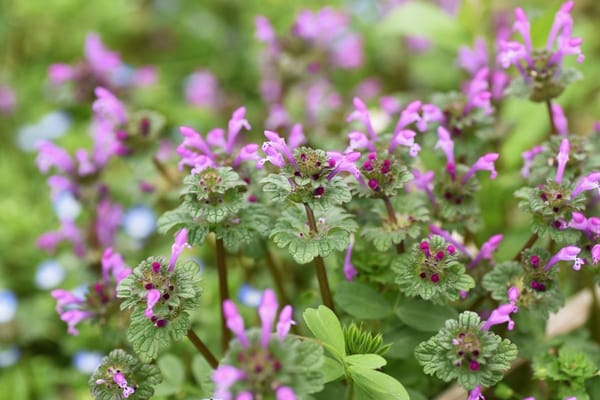 Henbit