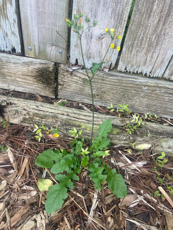 Oriental False Hawksbeard
