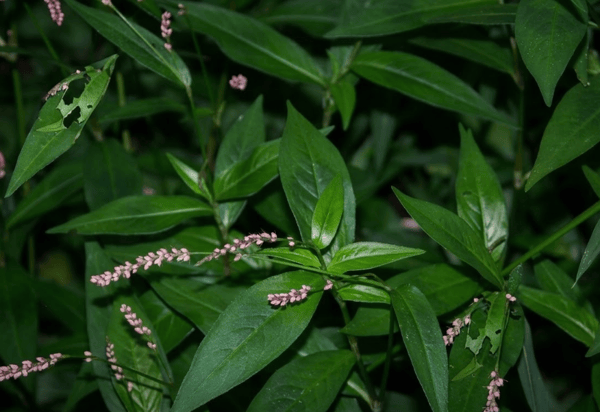 Pennsylvania Smartweed growing in a lawn