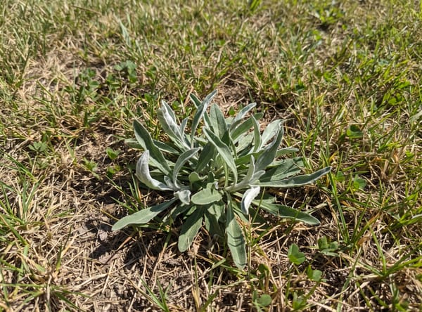 Annual Trampweed growing in a lawn