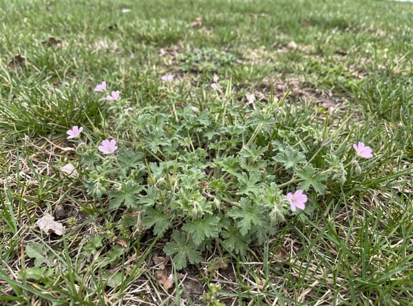 Carolina Crane's-bill growing in a lawn