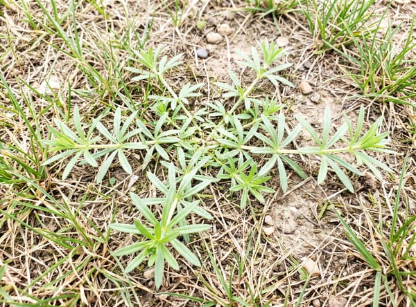 Carpetweed growing in a lawn