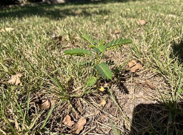 Chamberbitter growing in a lawn