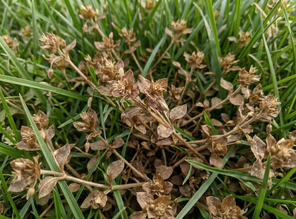 Chickweed after Salacia treatment