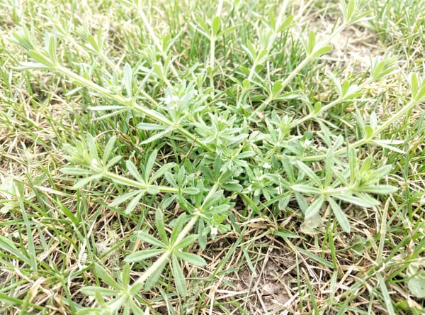 Cleavers growing in a lawn
